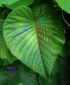 Real life fractal: leaf