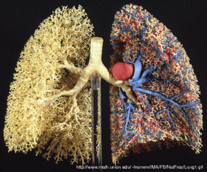 Real life fractal: lung